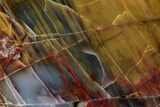 Polished Petrified Wood (Araucarioxylon) - Arizona #352519-1